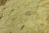 Pennsylvanian, Fossil Microbial Mat - Oklahoma #133144-1